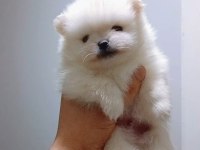 Pomeranian boo erkek 55 günlük