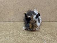 Ginepig Yavrularımız Gün İçi Gönderim Sağlanmakta