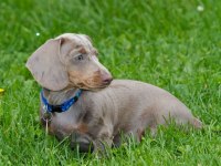 Isabella And Tan Dacshund Bebekler Çiftliğimizden