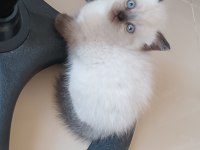 Yavrularımızın yeni yuva arıyor