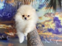 Irk sağlık garantili pomeranian
