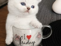 Tatlı british shorthair kardeşler sahiplerini bekliyor