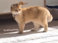 Kısır Erkek Scottish Fold Gold