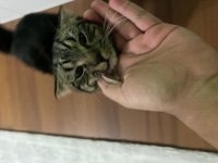 Uysal Scottish Fold Kedisi