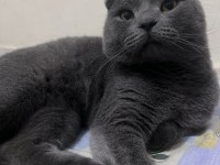 Satılık scottish fold bir buçuk yaşında erkek