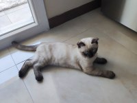 5 Aylık Erkek Blue Point Scottish Fold