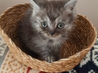 Safkan ırk garantili british shorthair yavrular