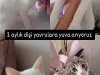 ÜCRETSİZ SAHİPLENDİRME YAVRU KEDİLERİMİZ
