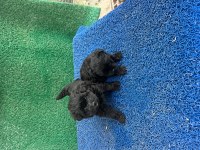 Poodle köpekler