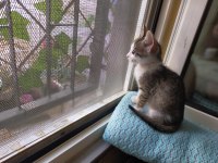 CESUR ERKEK 2 AYLIK KEDİMİZ