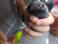 Yetişkin uysal hamster