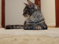 Şecereli dernek kayıtlı eğlence yumağı maine coon NOİSY