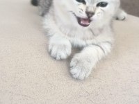 2 aylık erkek british shorthair