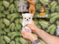 Micro mini chihuahua WC eğitimli