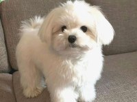 Maltese Erkek Dişi Yavrularımız