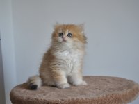 Safkan Golden British Longhair Bebekler 2 aylık