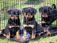 Secereli şampiyon rottweiler yavruları