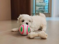 MALTESE TERRİER YAVRULARIMIZ