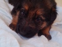 22 günlük alman çoban köpeği yavruları
