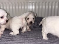 Safkan Maltese Yavrularım
