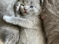 Scottish fold british shorthair yavrular