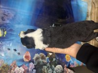 A kalite border collie yavular