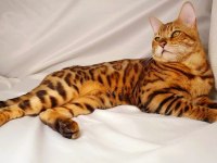 Rus Şecereli 1. Sınıf Bengal Kedisi Yavruları