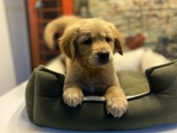 Golden retriever erkek yavrumuz @petclubadanaa