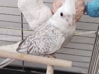 Sultan Papağanı Yeni Yeme Düştü