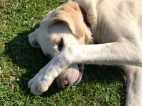 LABRADOR KÖPEĞİMİZ SÜTLAÇ İÇİN YUVA