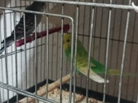 Uygun fiyata verilecek muhabbet kuşu gelen alır