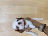 Cavalier King Charles yavrularımız