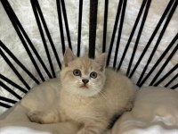 Mükemmel kalitede british shorthair yavrularımız