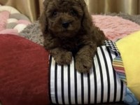Toy Poodle Köpeği