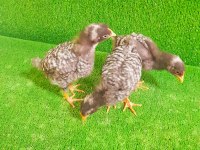 CİVCİV 3 ADET KENDİNİ KURTARMIŞ SAĞLIKLI
