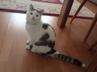 Sıcak kanlı sevecen boncuk kedim