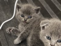 Yavru british shorthair kediler