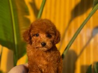 Toy Poodle Köpekler Referans Yavru
