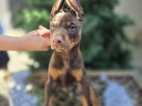 Mağazamızdan Dişi Kızıl Doberman King
