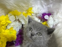 British shorthair yavrularımız yeni yuvasını arıyor