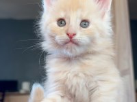 Safkan maine coon - ekstra iri yavrular