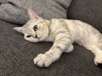 Bebek kedimize yuva arıyoruz