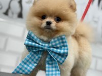 Safkan şecereli pomeranian boo yavrular