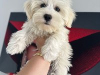 4 aylık erkek maltipoo yavrum tam çiş eğimli pede yapıyor
