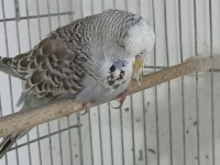 3 Aylık Şov Jumbo Muhabbet Kuşlar