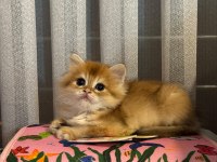 Show Kalite Golden NY12 Erkek British Longhair