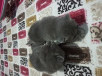 1.6.2023 doğumlu british shorthair yavrularımız