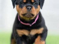 Çiftliğin efsane rottweiler yavruları kapıda ödemeli