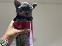 Anti allerjik çok özel tea cup yorkshire terrier ler