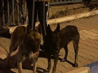 MALİNOİS YAVRU KÖPEKLER